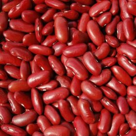 Beans-Kidney-iTrade