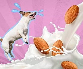 Can Dogs Have Almond Milk Safely?