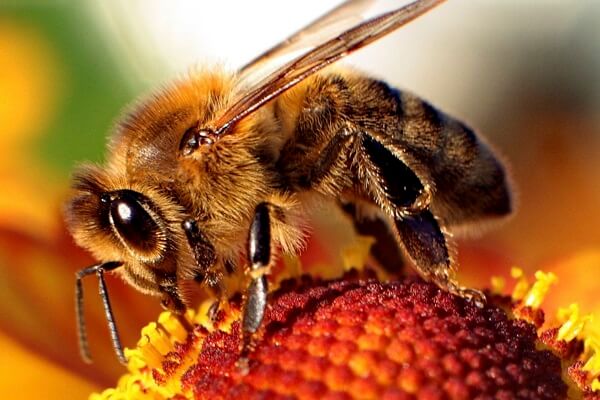Honey-Bee-iTrade