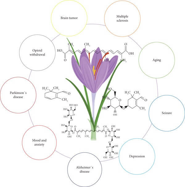 Schematic-overview-of-the-main-therapeutical-benefits-of-saffron-associated-with-brain-iTrade