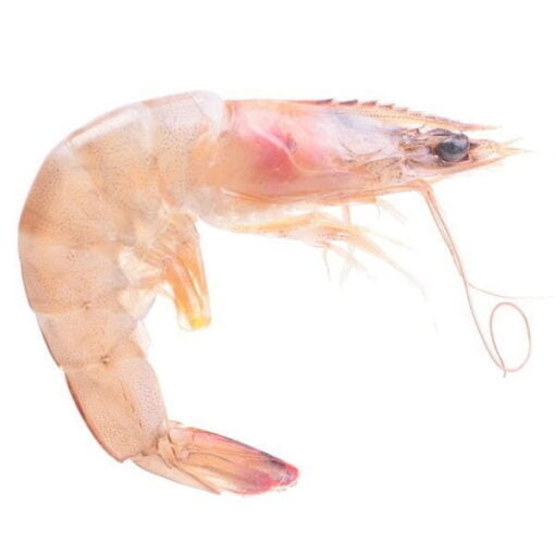 Pink-shrimp-itrade