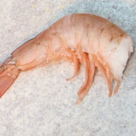 Pink-Shrimp-in-Description-iTrade