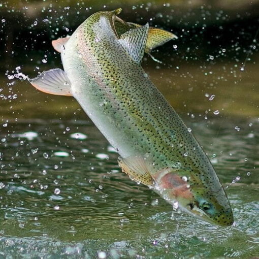 Fish-rainbow-trout-2-itrade