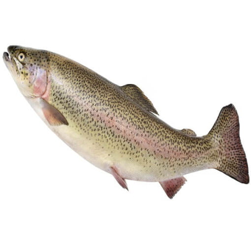 Fish-rainbow-trout-itrade
